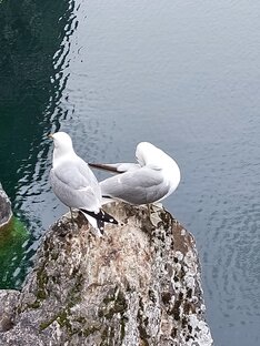 Карелия