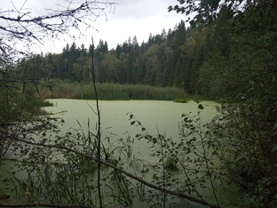Зарыбление лесного водоёма.