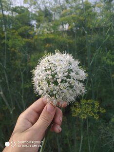Лук батун в реальной жизни