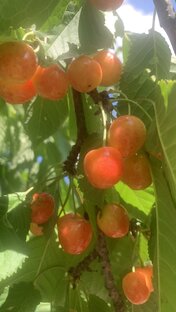 Еда ,рецепты 🫕🥨