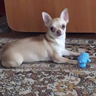 Братья наши меньшие