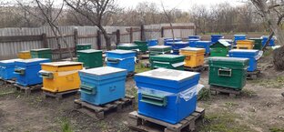 ВЕСЕННИЕ РАБОТЫ НА ПАСЕКЕ