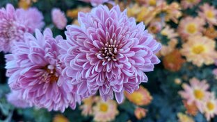 Цветущие хризантемы