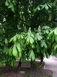 Столичная жизнь