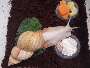 Улитки - домашние питомцы