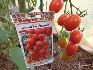 #тестированиерусскийогород2022