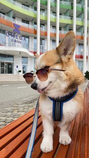Pet-friendly