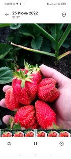 Ягодные заготовки на зиму.