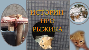 ИСТОРИИ о ЖИВОТНЫХ