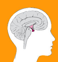 Гипофиз и Гипоталамус