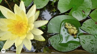 Садово-Огородные Забавы