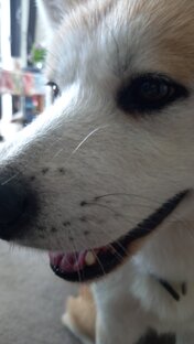 Первая подборка <лисий нос>