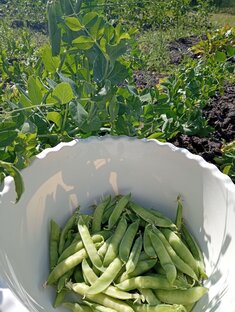 Первые шаги огородников 