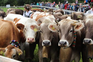 Фермерство в Баварии