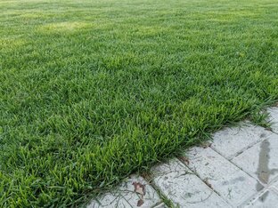 Выращиваем газон