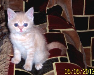 Домашние питомцы