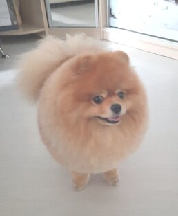 Про собаку.. Померанский шпиц -Люк