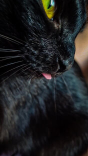 Котики 