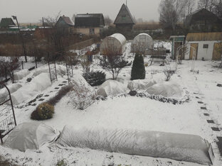 Укрытие роз на зиму