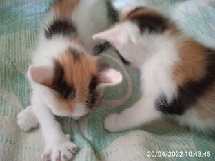 Кошки