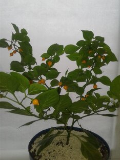 Острые перцы