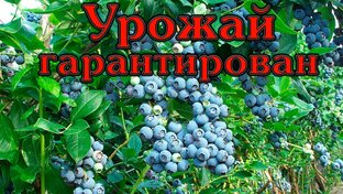 Как вырастить богатый урожай