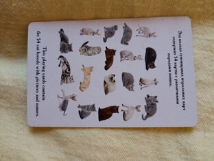 Котокарты котопород