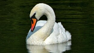 Гатчинские лебеди