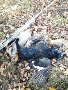 Охота на тетерева 