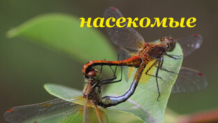 Насекомые и пауки