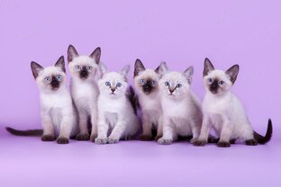 Котики