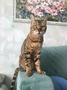 О бенгальской породе кошек.😍