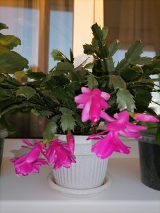 Домашние цветы. 