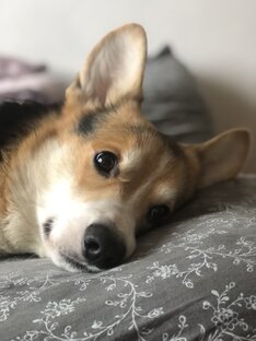 Впервые с собакой