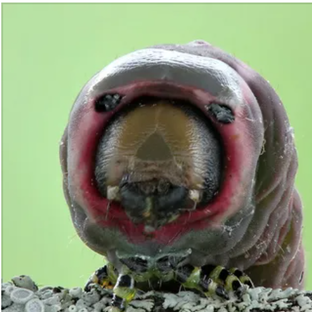 Большая гарпия: наблюдения(ПРОВАЛ)