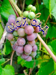 МОЙ САД