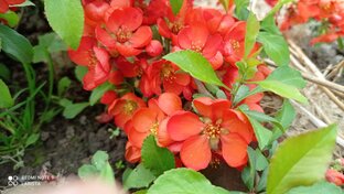 Дачная история