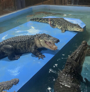 Эти забавные животные