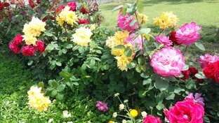 Природа / Doğa / Nature