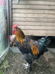 Петух Маран Черно-медный, 4,5 месяца