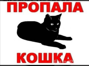 Пропала кошка, кот! 