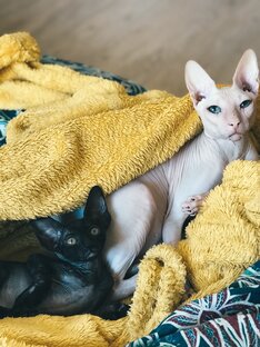 Про котиков