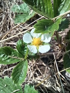 Дела огородные