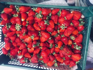 Кубанский огородик