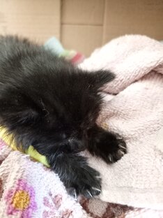 Котенок Степан