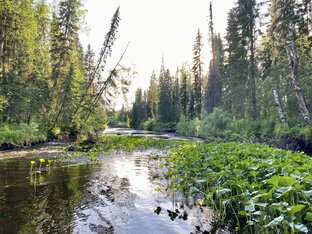 РАЗНЫЕ МОМЕНТЫ 