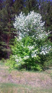 Есмь Здоровье и молодость.