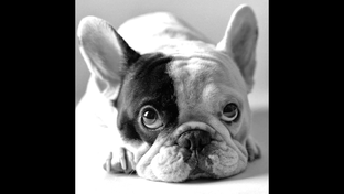 Французская бульдожка Бонита 