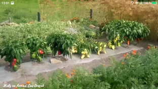 Огород на плёнке