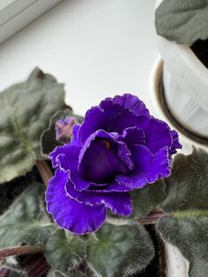 Рождение цветочной жизни 